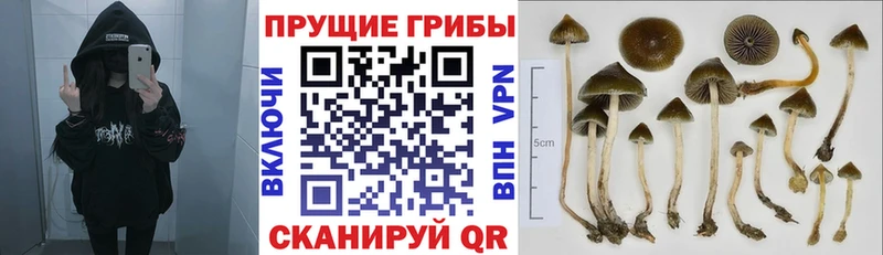 omg зеркало  Мариинск  Псилоцибиновые грибы GOLDEN TEACHER 